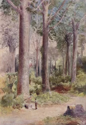A Kauri Forest, 1923
