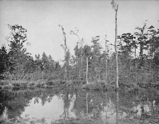 A Louisiana Swamp
