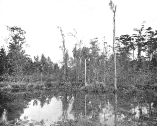A Louisiana swamp, USA