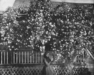 A Rose-Decked Home, Southern California, USA