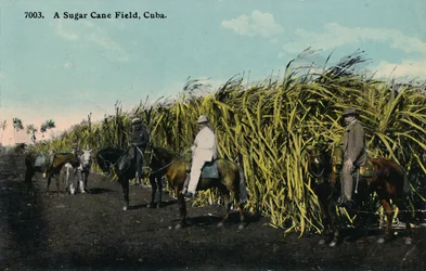 A Sugar Cane Field, Cuba