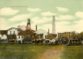 A Sugar Plantation, Cuba