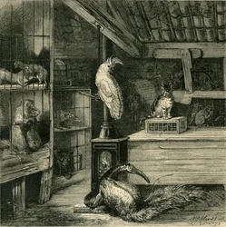 A Wild-Beast Shop
