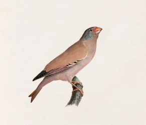 A Colour Illustration of a Bird