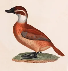 A Colour Illustration of a Brown Duck