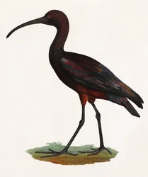A Colour Illustration of a Long Beaked Bird
