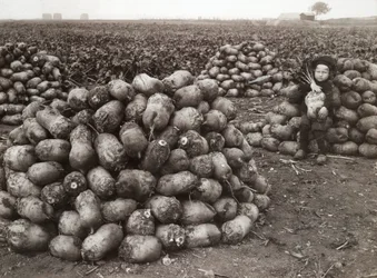 A little girl with piles of harvested turnips, near Landskrona, Sweden, 1910