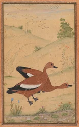 A pair of Brahminy ducks, borders added probably 1800s