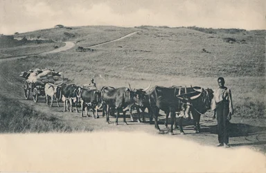 A Typical Ox Wagon - South Africa