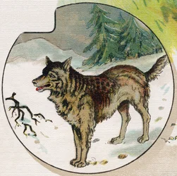 A Wolf in the Snow