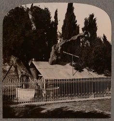 Abrahams Oak near Hebron