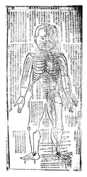 Acupuncture Chart for the Front of the Body, Japanese