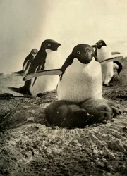Adelie Trying to Mother a Couple of Well-Grown Strangers