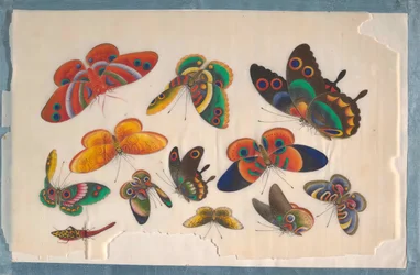 Album Containing Twelve Paintings of Insects