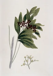 Allspice, 1823