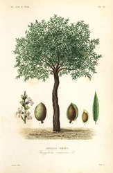 Almond Tree