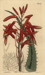 Aloe humilis