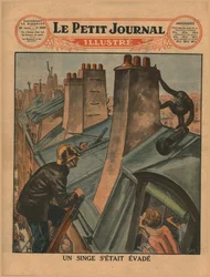 An escaped chimpanzee, 1930