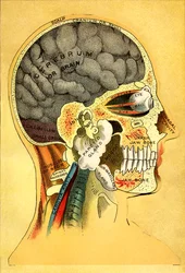 Anatomical chart, the head 1905