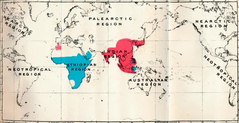 Anthropoidea - VI. Map Distribution of Various Species Blue and Macacus Red