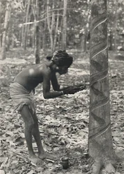 Worker cutting a rubber tree, spiral cut is uneconomical and no longer used