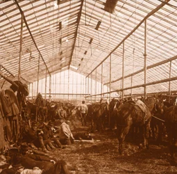 Artillery horses, c1914-c1918