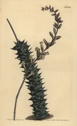 Astroloba foliolosa