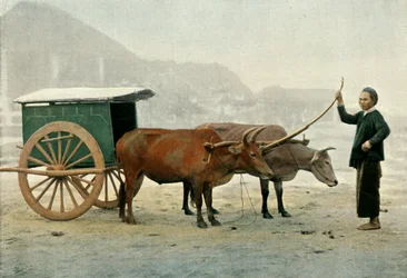 Attelage Annamite, Annamite Yoke, 1900