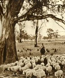 Australia - A Drover with Some of His Charges on a Sheep Station in the State of Victoria