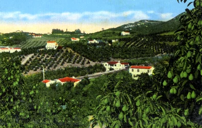 Avocado groves, San Diego, California, USA, c1900s
