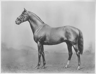 Bachelors Button. Winkfield - Milady, 1911
