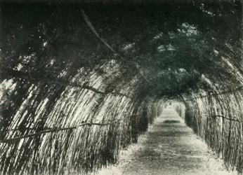Bamboo Avenue at Barrackpore