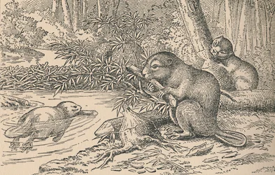 Beavers