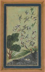 Birds at Baran, possibly from the Babur-nama