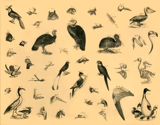 Birds, c1910