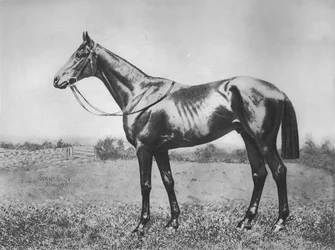 Black Arrow, 1911