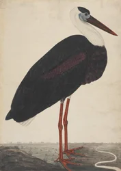 Black Stork in a Landscape