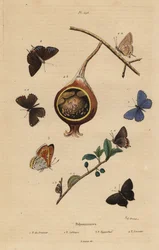 Black Hairstreak Butterfly, Common Blue Butterfly, Purple-edged Copper, and Common Guava Blue