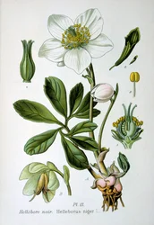 Black Hellebore, 1893