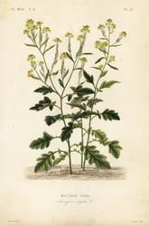 Black mustard