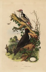 Black woodpecker, Dryocopus martius, and great spotted woodpecker, Dendrocopos major