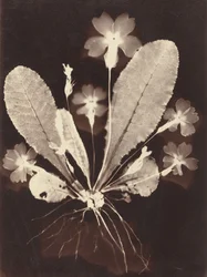 Botanical Photogram