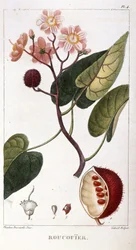 Botanical board/Bixa orellana/Rocuyer