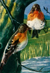 Bramblings