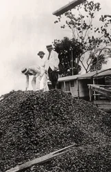 Brazil nuts harvested from the Amazon Valley, c1900s