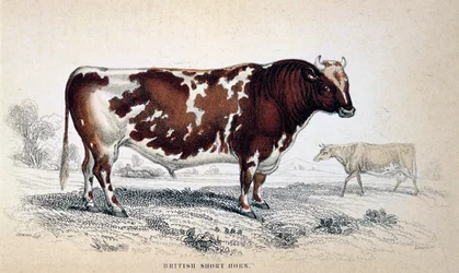 British Short Horn