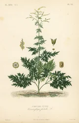 Bugbane or cohosh