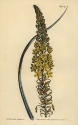 Bulbine asphodeloides (Glaucous leaved anthericum)