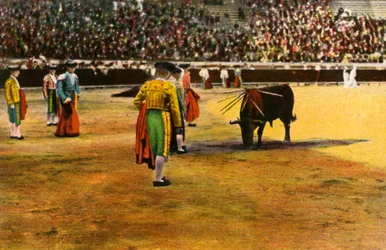 Bull fight