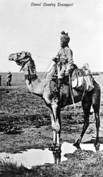 Camel Cavalry Transport, India